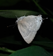 Ostrinotes keila