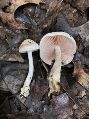 Clitocybaceae