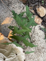 Passiflora tenuiloba