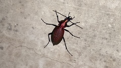 Carabus smaragdinus