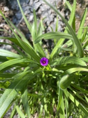 Calandrinia compressa