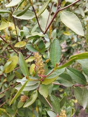 Colliguaja odorifera