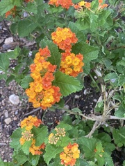 Lantana urticoides