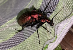 Carabus smaragdinus