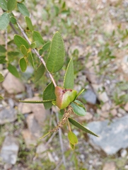 Colliguaja odorifera