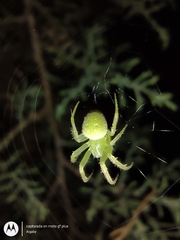 Araneus uniformis