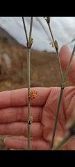 Synchlora