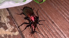 Carabus smaragdinus