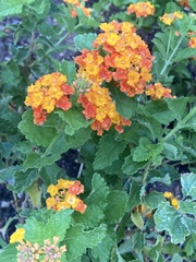 Lantana urticoides