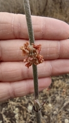 Synchlora