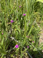 Calandrinia compressa