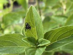 Opisthoncus polyphemus