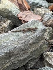 Sceloporus occidentalis longipes
