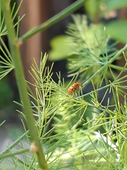 Crioceris duodecimpunctata