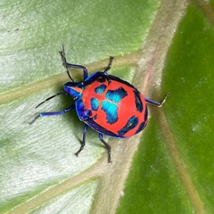 Tectocoris diophthalmus