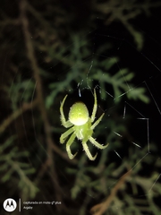 Araneus uniformis