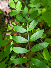Polemonium reptans