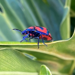 Tectocoris diophthalmus