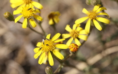 Osteospermum muricatum