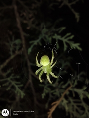 Araneus uniformis