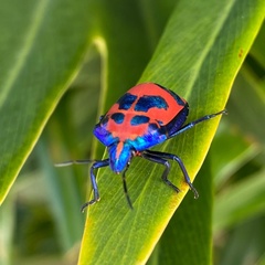 Tectocoris diophthalmus
