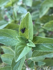 Opisthoncus polyphemus