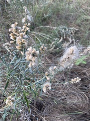 Pterocaulon virgatum