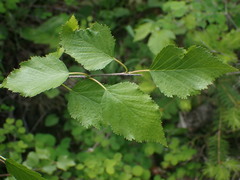 Betula occidentalis