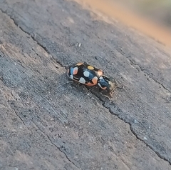 Eriopis connexa