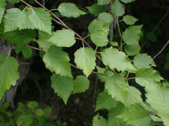 Betula occidentalis