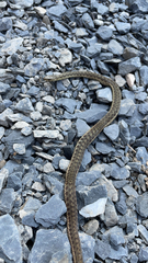 Thamnophis sirtalis pallidulus