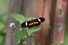 Heliconius clysonymus