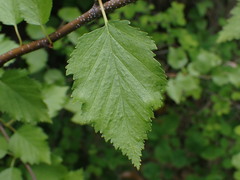 Betula occidentalis
