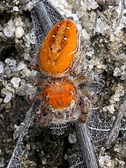 Phidippus cardinalis