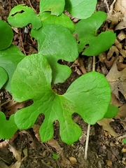 Sanguinaria canadensis