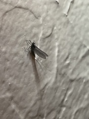 Callibaetis pictus