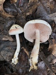 Clitocybaceae