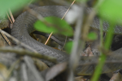 Coluber constrictor mormon