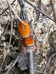 Phidippus cardinalis