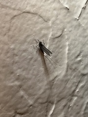 Callibaetis pictus