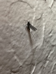 Callibaetis pictus