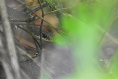 Coluber constrictor mormon