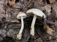 Clitocybaceae