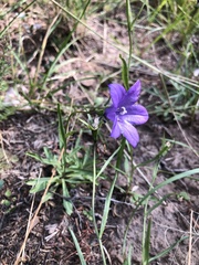 Campanula parryi