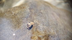 Glossosomatidae