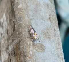 Graphocephala appropinquans