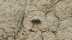 Cicindela duodecimguttata