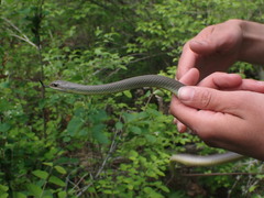 Coluber constrictor mormon