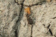 Cicindela duodecimguttata