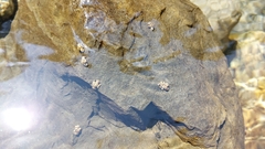 Glossosomatidae